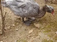 Ducks — photo 2