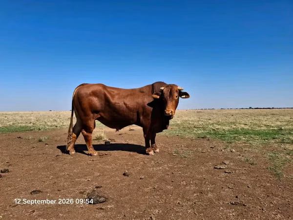 Бык, Бифмастер
