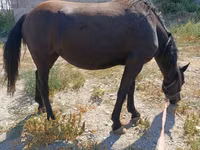 فرس, Skyros Pony — الصورة 3