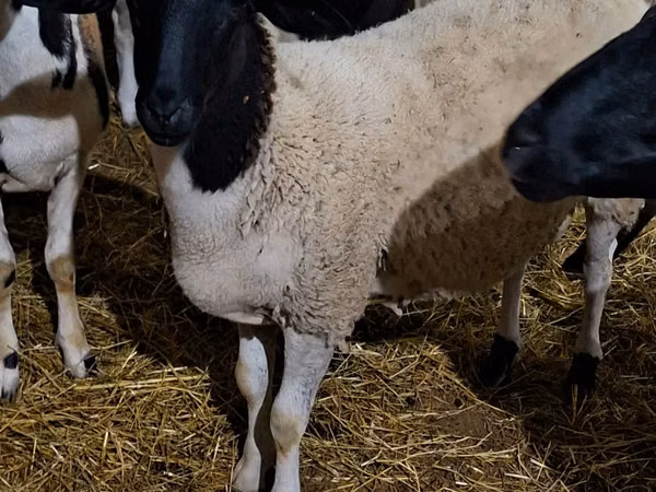Dume la kondoo, Dorper sheep