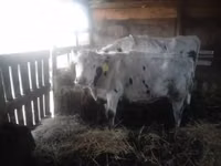 Cow, Holstein breed — photo 2