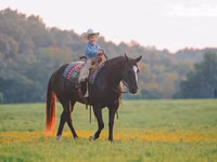 Farasi dume, Quarter Horse — picha 4