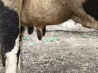 Ng'ombe jike, Russian Black pied cattle — picha 4
