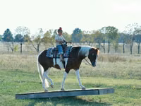 公马, Quarter Horse — 照片 6