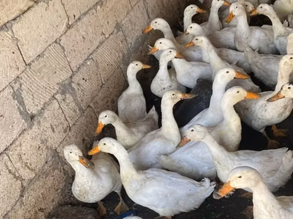 Ducks