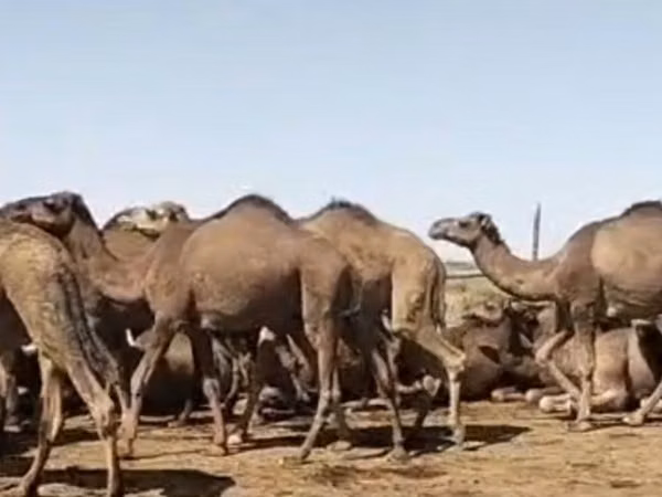 Camel Female, Arvana camel