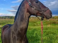 Hengst, Akhal-Teke — Foto 4