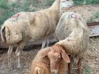 Kondoo jike, Apsheron sheep — picha 4