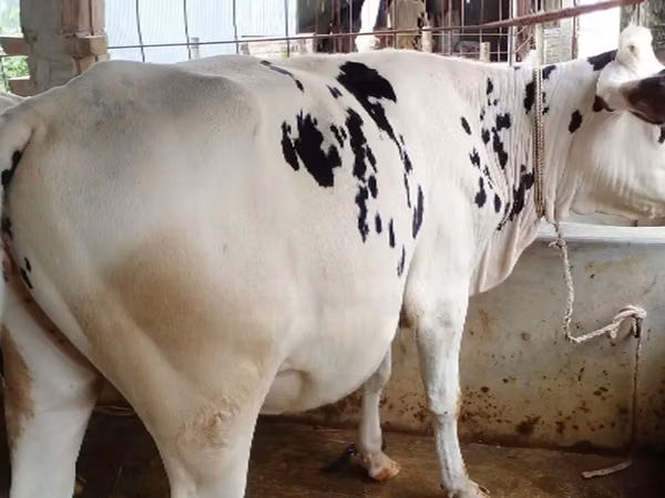 गाय, गोलस्टीन नस्ल