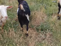 Mbuzi jike, Mbuzi — picha 4