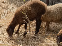 Ovejas (lote, sexo no especificado), Karabakh sheep — foto 1