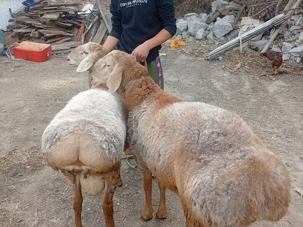 Dume la kondoo, Arashan sheep
