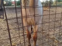 Hengst, Welsh Cob — Foto 4