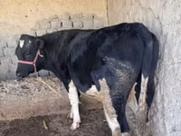Ng'ombe jike, Banda la Holstein — picha 5