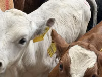 牛只（批次，未指定性别）, Simmental cattle — 照片 7