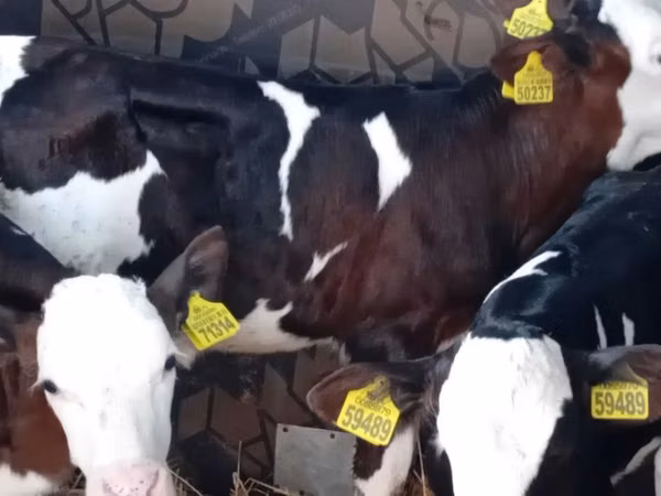 Bull, Simmental cattle