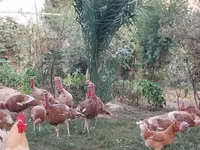 Bourbon Nyekundu — picha 2