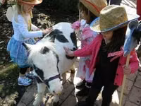 Hengst, Miniature horse — Foto 3