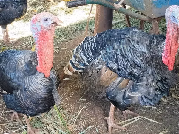 Turkeys