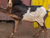 Mbuzi (kikundi, jinsia haijatajwa), Mbuzi — picha 1