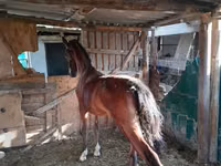 Yegua, Caballos — foto 2