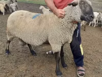 Dume la kondoo, Hampshire sheep — picha 2