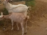 Mbuzi (kikundi, jinsia haijatajwa), Mbuzi — picha 5