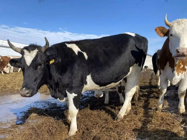 Cow, Russian Black pied cattle