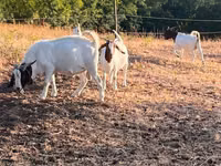 عنزة, Boer goat — الصورة 7