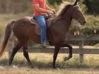 Stute, Rocky Mountain Horse — Foto 5