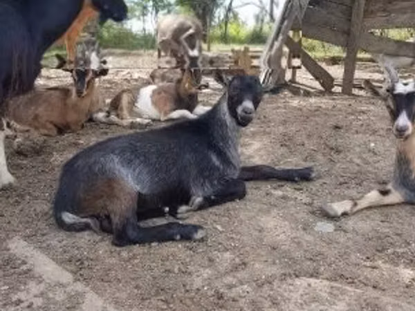Billy Goat, Goats
