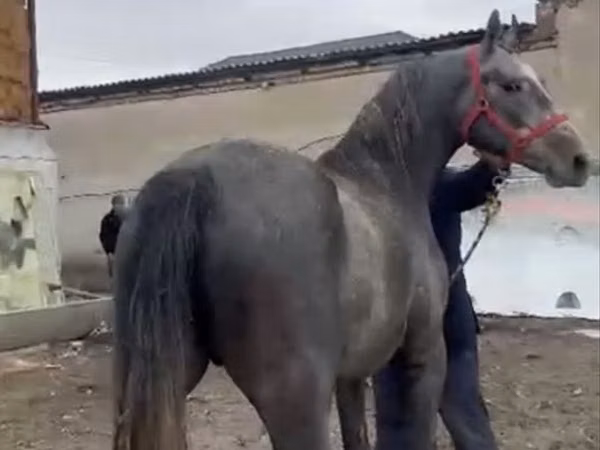 公马, Orlov Trotter