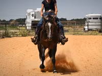 Caballo, Quarter Horse — foto 4