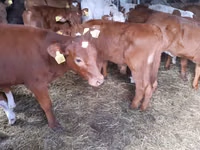 Bull, Simmental cattle — photo 2