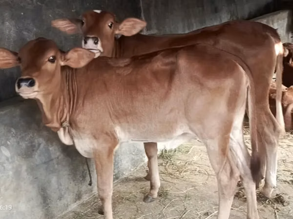 Ng'ombe jike, Brahman