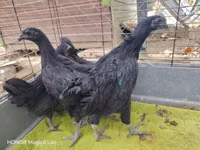 आयम सेमानी — फ़ोटो 2