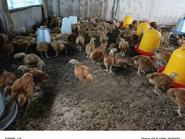 Chickens
