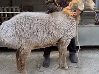 Sheep, Arashan sheep — photo 1
