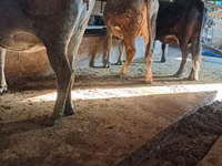 Cow, Cattle — photo 1