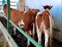 Vaca, Simmental cattle — foto 1