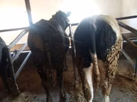 Ng'ombe dume, Aberdeen – Angus — picha 2