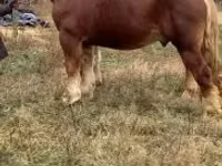 Hengst, Suffolk Punch — Foto 6
