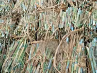 Pakchong Super Napier Cuttings - 1500 Cuttings/Pieces — फ़ोटो 1