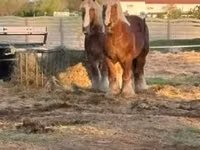 Horse (M), Belgian Draught — photo 1
