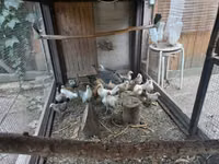 Bantam holandés — foto 1