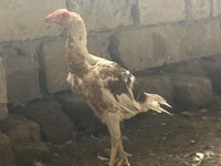 Pied — Foto 1