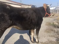 Ng'ombe jike, Swiss cattle — picha 4
