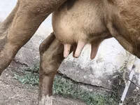 Ng'ombe jike, Simmental cattle — picha 3