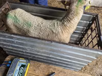 Kondoo jike, Kuibyshev sheep — picha 3