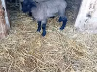母羊, White Suffolk sheep — 照片 1